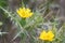 Spotted golden thistleÂ , Scolymus maculatus, yellow flower